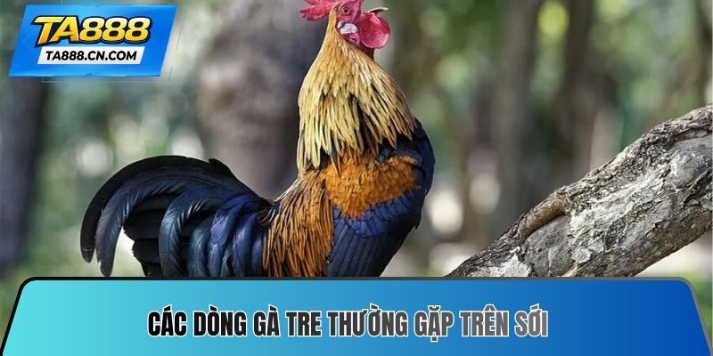 Các dòng gà tre thường gặp trên sới