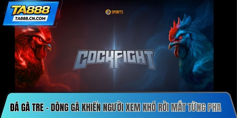 Đá gà tre