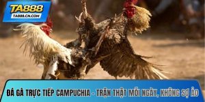 Đá gà trực tiếp Campuchia