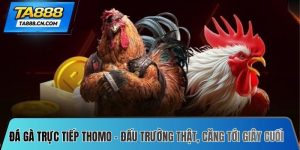 Đá gà trực tiếp Thomo