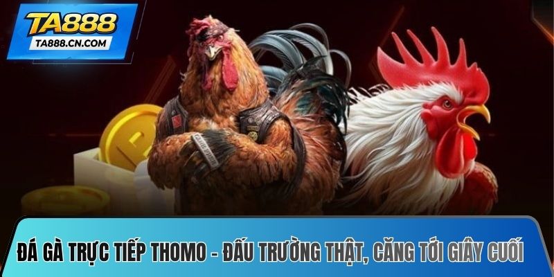 Đá gà trực tiếp Thomo