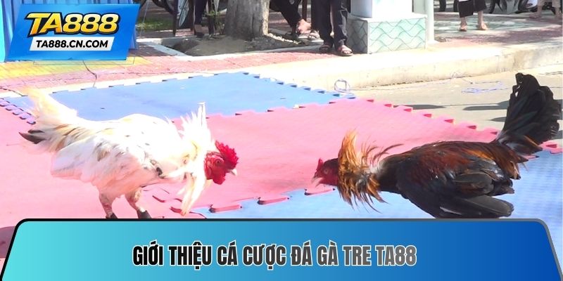 Giới thiệu cá cược đá gà tre TA88