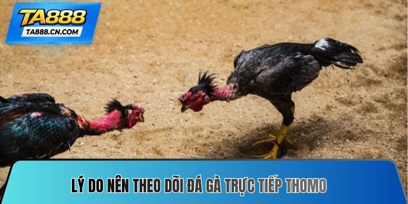Lý do nên theo dõi đá gà trực tiếp Thomo