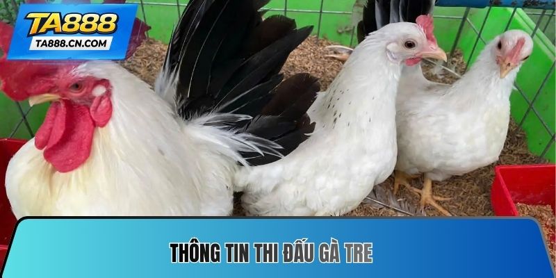 Thông tin thi đấu gà tre