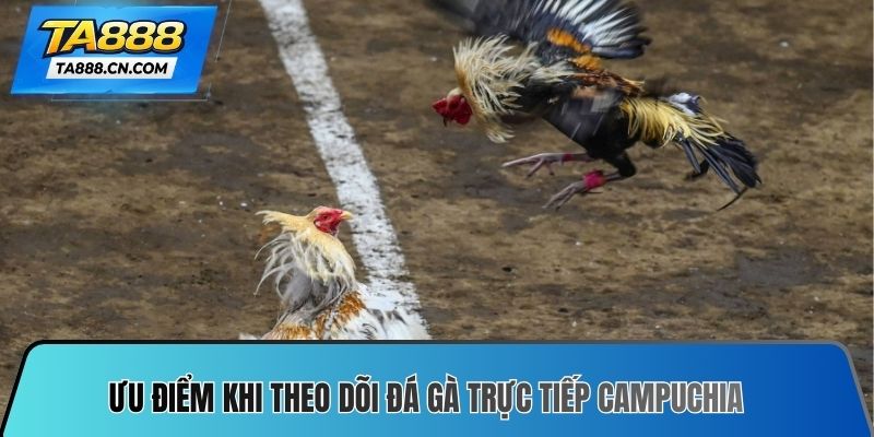 Ưu điểm khi theo dõi đá gà trực tiếp Campuchia
